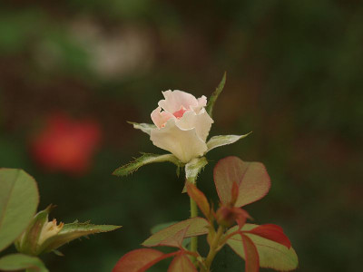 P8136686
