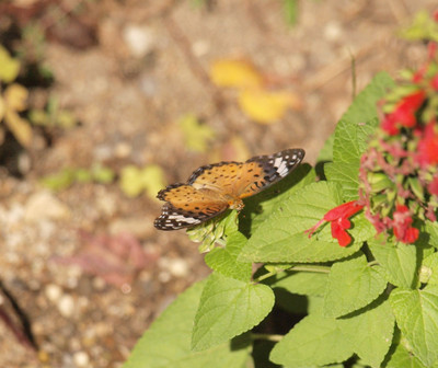 Pa048791