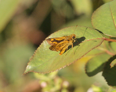 Pa048795