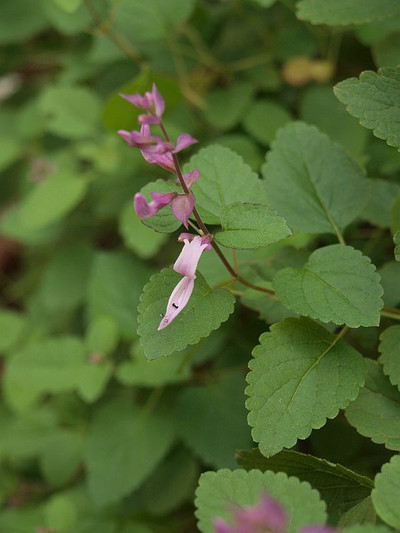 Pa089020