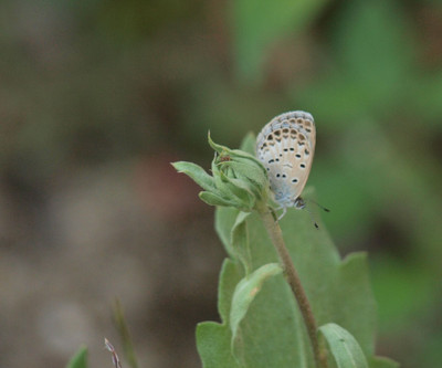 Pa099072
