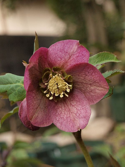 P3036297