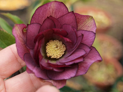 P3036305