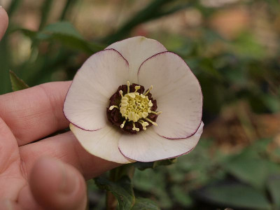 P3036306
