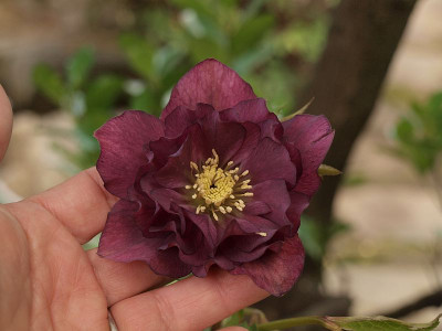 P3036307