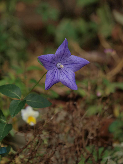 P7028296