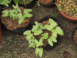 P7048403