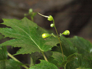 P7048404