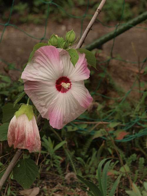 P7058417