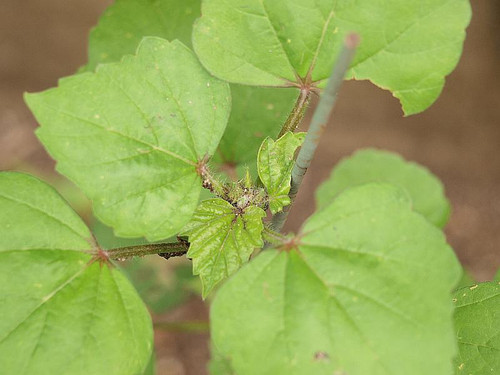 P7058420