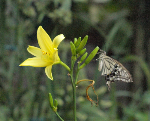 P7058446