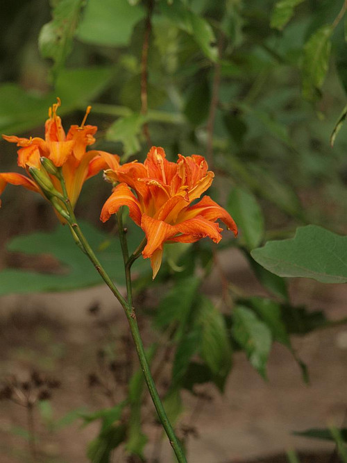 P7068466
