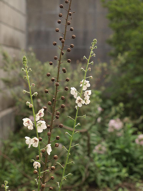 P7068468