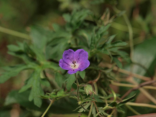 P7068473