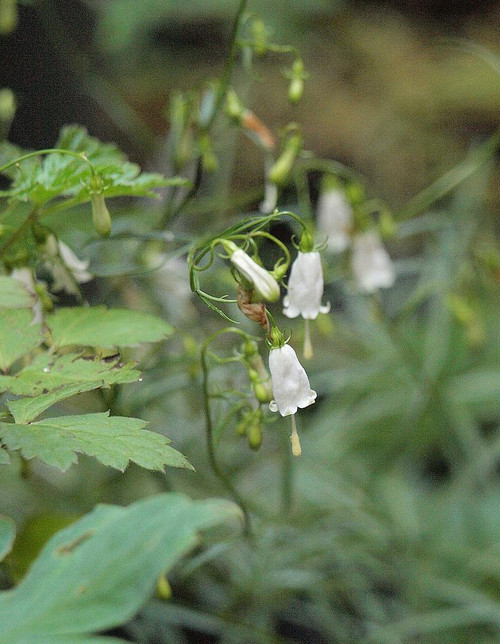 P7088572
