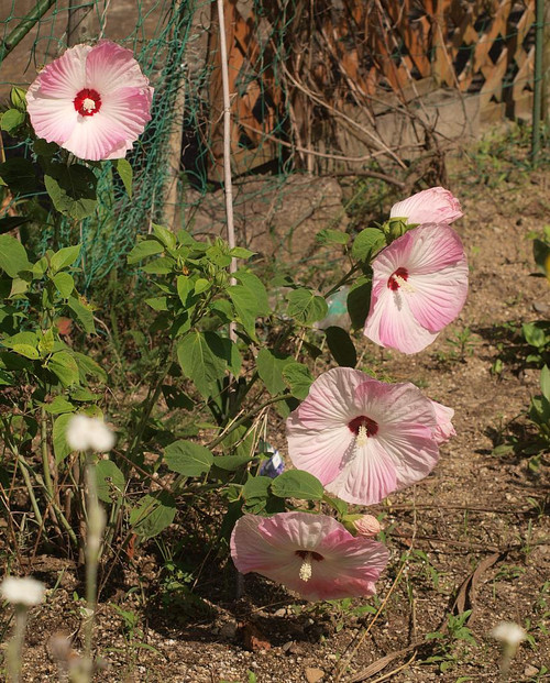 P7088584