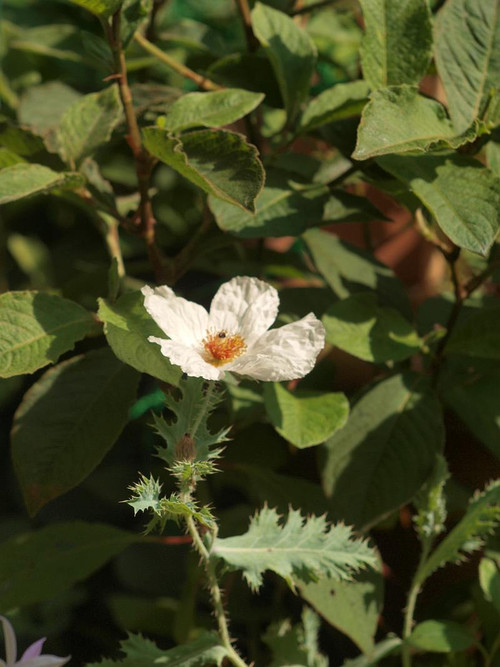 P7088585