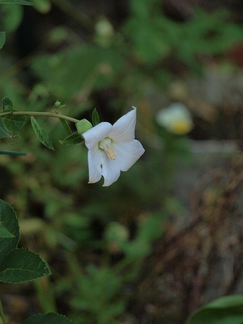 P7118702