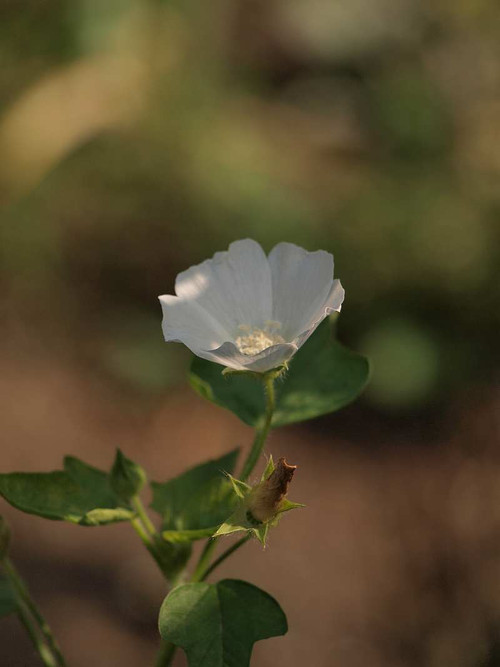 P8050756
