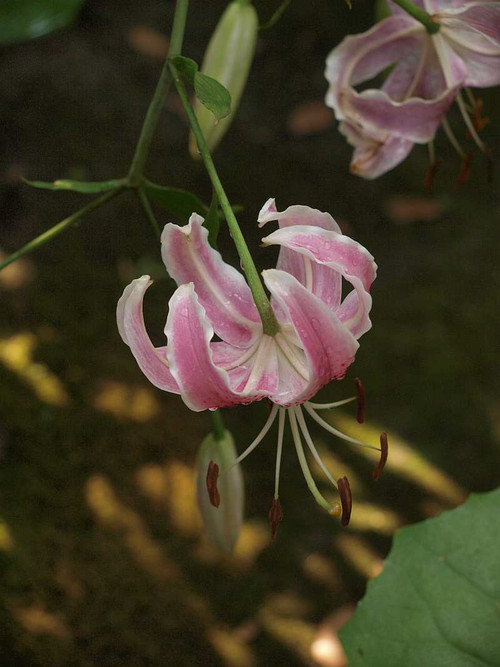 P8050759