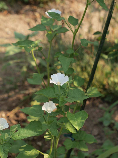 P8110960