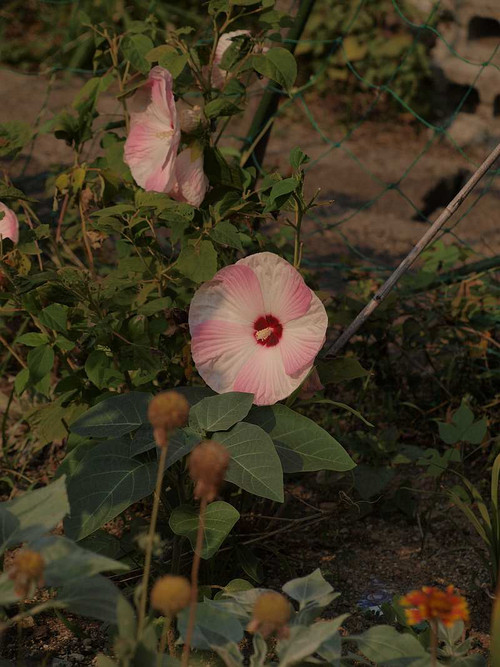 P8151225