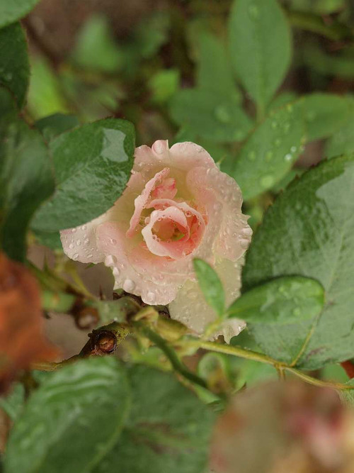 P9012206