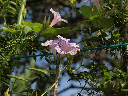 P9062409