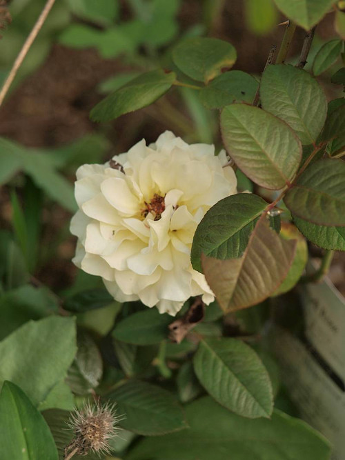 P9122838