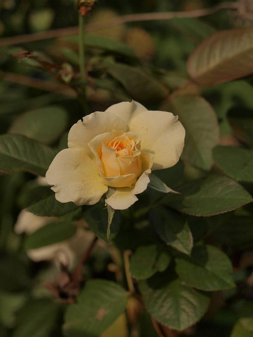 P9132977
