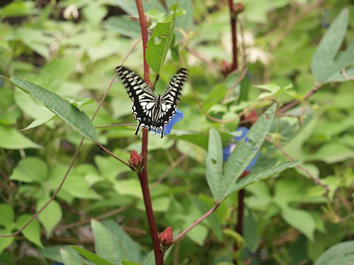 P9163079