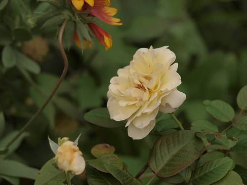 P9163091