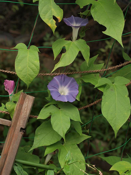 P9163096