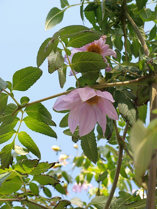 P1029509