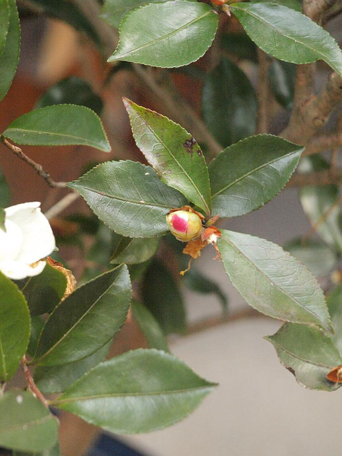P1129866
