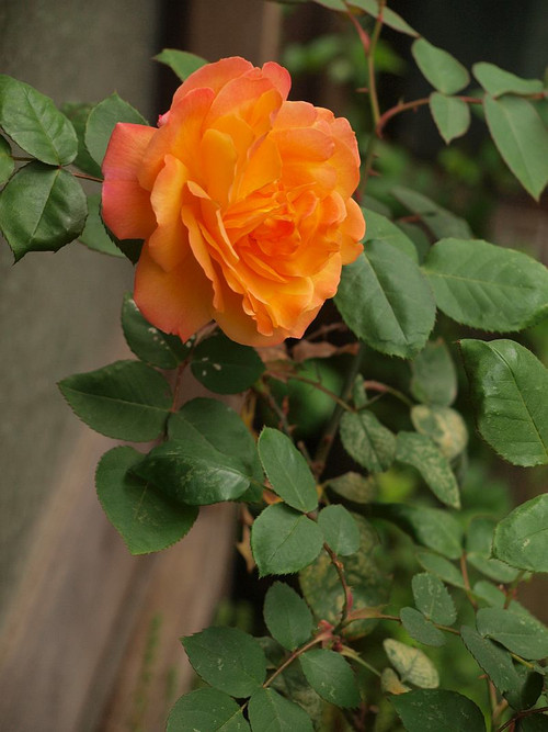 P5059766
