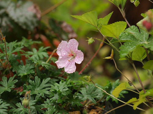 P5059782