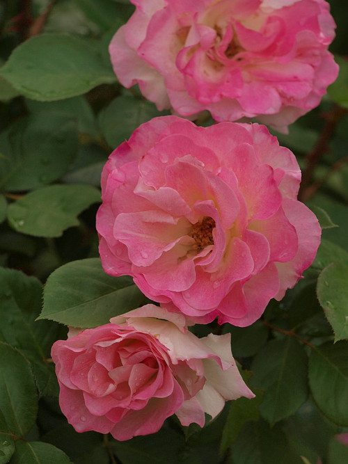P5059796