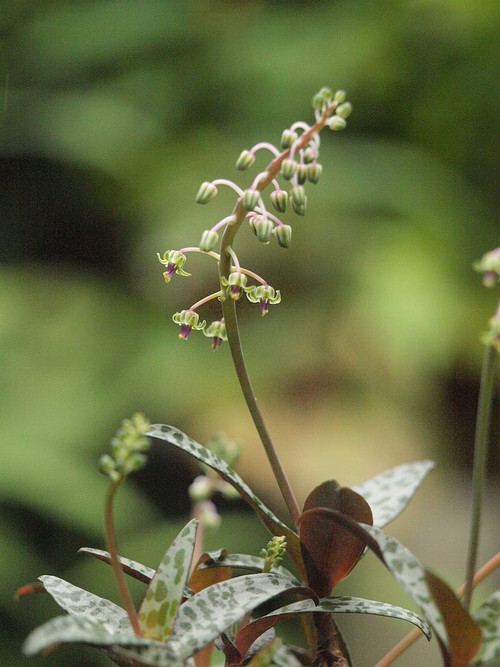P6063920