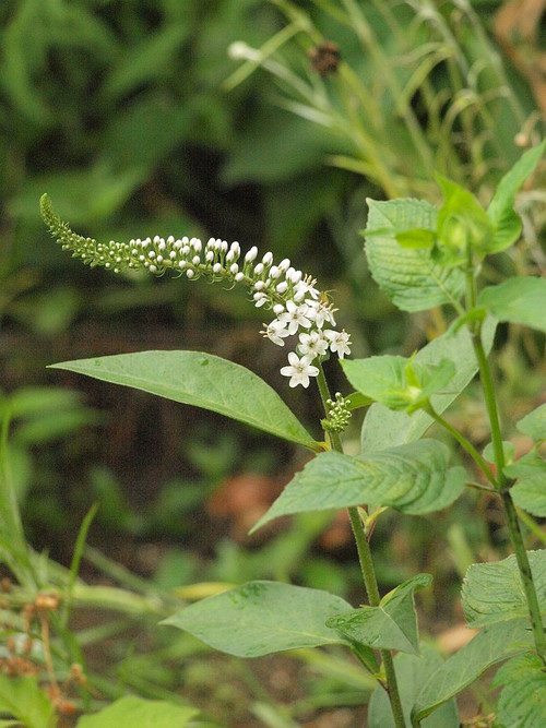 P6063954
