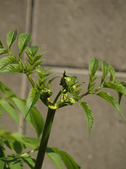 Pb115047