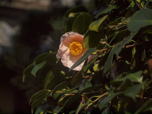 Pb115063