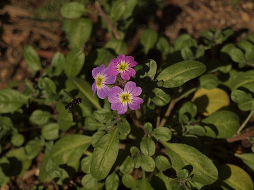 P2020566