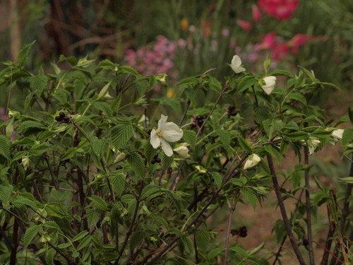 P4042049