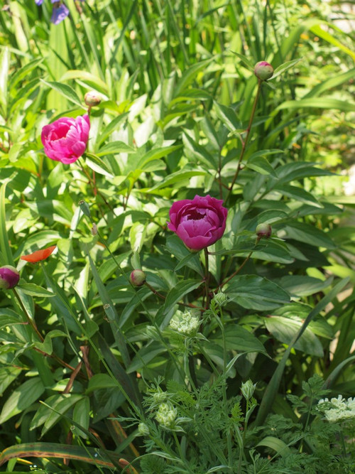 P50563442