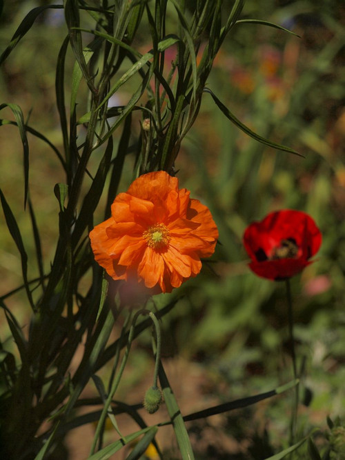 P50563502