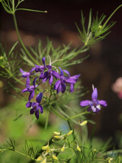 P5056409