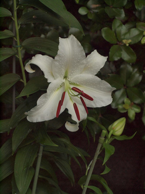 P7079669