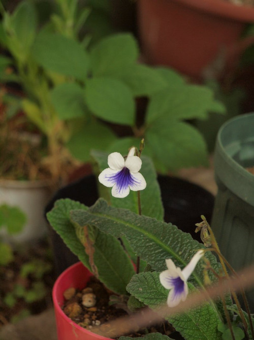 P1014445