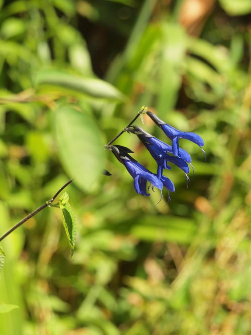 P7076180